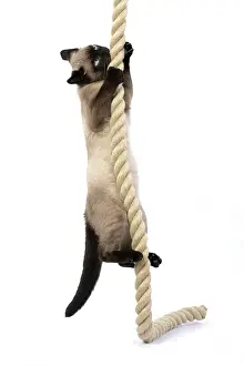Rope: CAT. Snowshoe X, climbing up, playing with a large