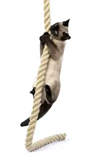 Rope: CAT. Snowshoe X, climbing up, playing with a large