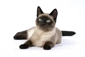 Snowshoe: CAT. Snowshoe X, laying down, studio