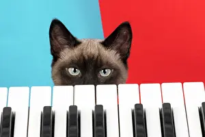 Peeking: CAT. Snowshoe X, looking over a keyboard. studio