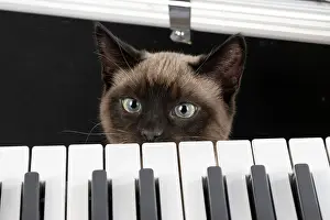 Peeking: CAT. Snowshoe X, looking over a keyboard. studio