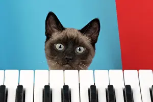 Peeking: CAT. Snowshoe X, looking over a keyboard. studio