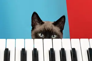 Peeking: CAT. Snowshoe X, looking over a keyboard. studio