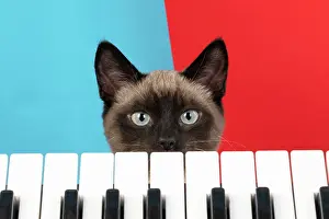 Peeking: CAT. Snowshoe X, looking over a keyboard. studio
