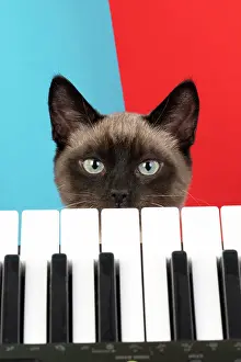 Peeking: CAT. Snowshoe X, looking over a keyboard. studio