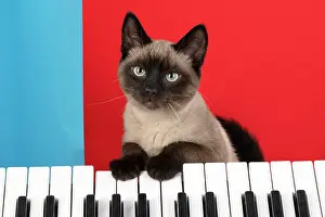 Keys: CAT. Snowshoe X, with paws on a keyboard. coloured