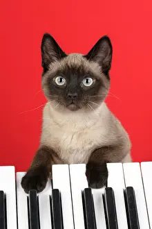 Keys: CAT. Snowshoe X, with paws on a keyboard. coloured