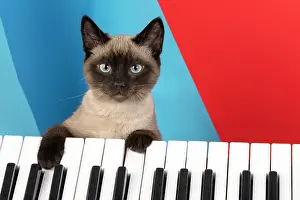 Keys: CAT. Snowshoe X, with paws on a keyboard. coloured