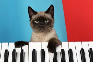 Keys: CAT. Snowshoe X, with paws on a keyboard. coloured