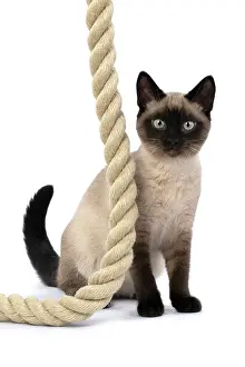 Rope: CAT. Snowshoe X, sitting with a large rope, studio