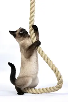 Rope: CAT. Snowshoe X, sitting up playing with a large