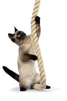 Rope: CAT. Snowshoe X, sitting up playing with a large