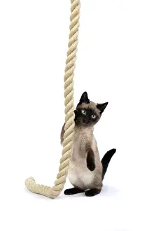 Rope: CAT. Snowshoe X, sitting up playing with a large