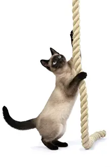 Rope: CAT. Snowshoe X, sitting up playing with a large