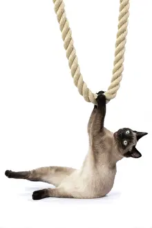 Rope: CAT. Snowshoe X, sitting up playing with a large