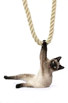 Rope: CAT. Snowshoe X, sitting up playing with a large