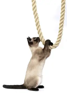 Rope: CAT. Snowshoe X, sitting up playing with a large