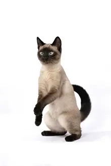 Dancing: CAT. Snowshoe X, sitting up playing, paws in the
