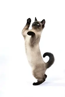 Dancing: CAT. Snowshoe X, sitting up playing, paws in the