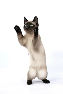 Dancing: CAT. Snowshoe X, sitting up playing, paws in the