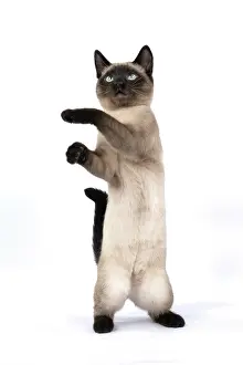 Dancing: CAT. Snowshoe X, sitting up playing, paws in the