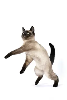 Dancing: CAT. Snowshoe X, sitting up playing, paws in the