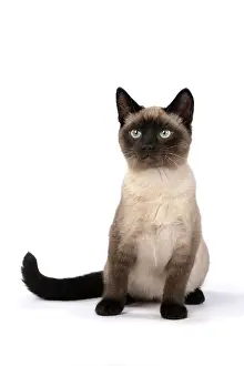 Snowshoe: CAT. Snowshoe X, sitting, studio