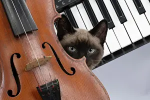 Peeking: CAT. Snowshoe X, sitting with a violin and keyboard