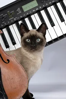 Instrument: CAT. Snowshoe X, sitting with a violin and keyboard