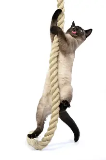 Rope: CAT. Snowshoe X, standing up playing, climbing