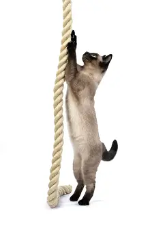 Rope: CAT. Snowshoe X, standing up playing with a large