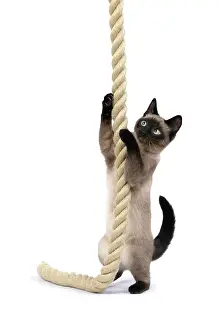 Rope: CAT. Snowshoe X, standing up playing with a large