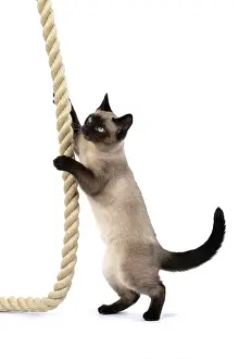 Rope: CAT. Snowshoe X, standing up playing with a large