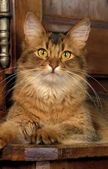 Ticked: Cat - Somali