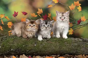 Somalis: Cat