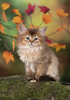 Somalis: Cat