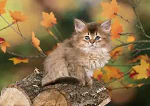 Somalis: Cat