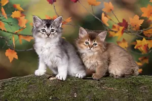 Somalis: Cat
