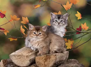 Snuggling: Cat
