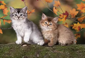 Somalis: Cat