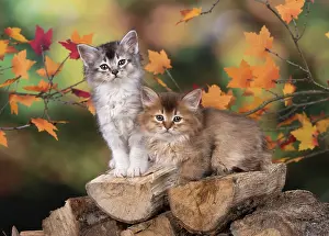 Snuggling: Cat