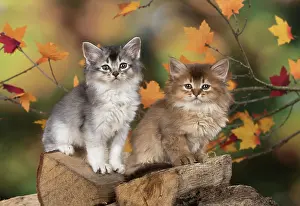 Somalis: Cat