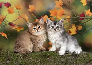 Somalis: Cat
