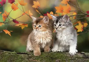 Somalis: Cat