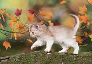 Somalis: Cat