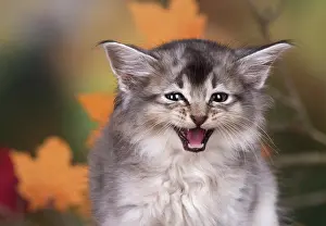 Speaking: Cat