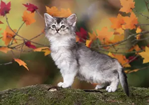 Somalis: Cat