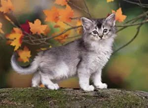 Somalis: Cat