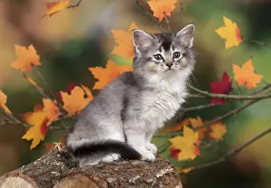 Somalis: Cat