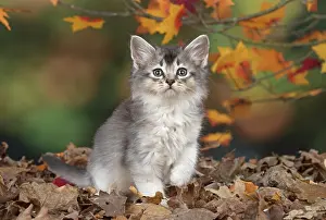 Somalis: Cat